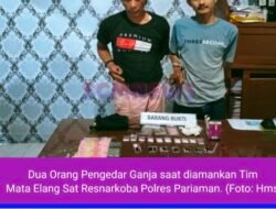 Dua Orang Pengedar Ganja Kena Ciduk Tim Mata Elang Sat Resnarkoba Polres Pariaman