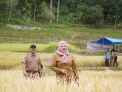 Dua Bulan Ini, Ketersediaan Beras di Sawahlunto Mengalami Surplus