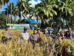 Bupati Solok Panen Perdana Sawah Pokok Murah Di Koto Baru