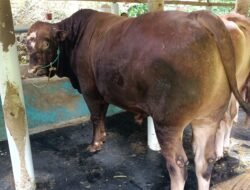 Sawahlunto Terima Bantuan Sapi Kurban Presiden Jelang Iduladha 1446 H
