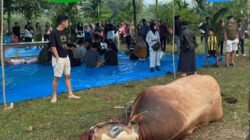 Momen Idul Adha, Kembali CV BMK Group Sebarkan Bantuan 33 Sapi Kurban