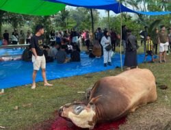 Momen Idul Adha, Kembali CV BMK Group Sebarkan Bantuan 33 Sapi Kurban