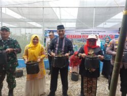 Gerakan Menanam Cabai, Upaya Kabupaten Solok Kendalikan Inflasi