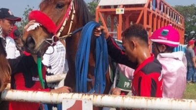Kuda Red Ricee KC Taput Loloskan Sumut ke Final Kejurnas Pordasi ke 59 seri I